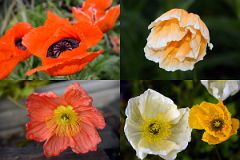 45 Colourful Poppies Close Up In The Flower Garden At Chateau Lake Louise Lakeside.jpg